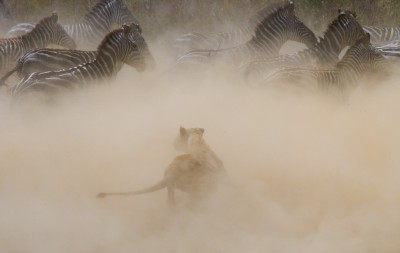 Lioness attack on a zebra. Masai Mara - GUDKOV ANDREY