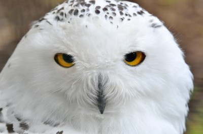 White Polar Owl