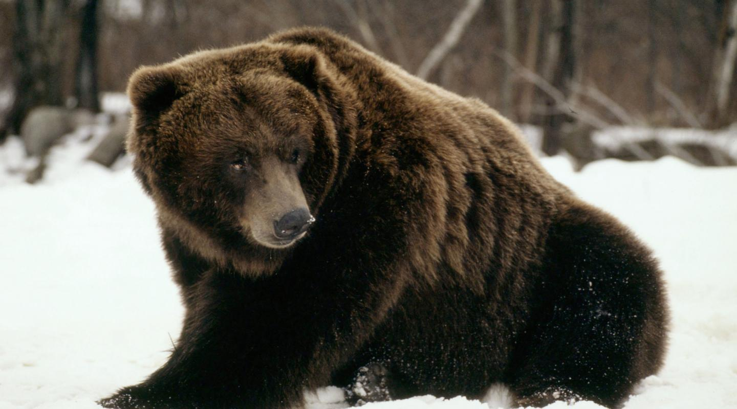 Разъяренный медведь. Снится медведь нападает. Снится медведь Гризли. К чему снится бурый медведь.