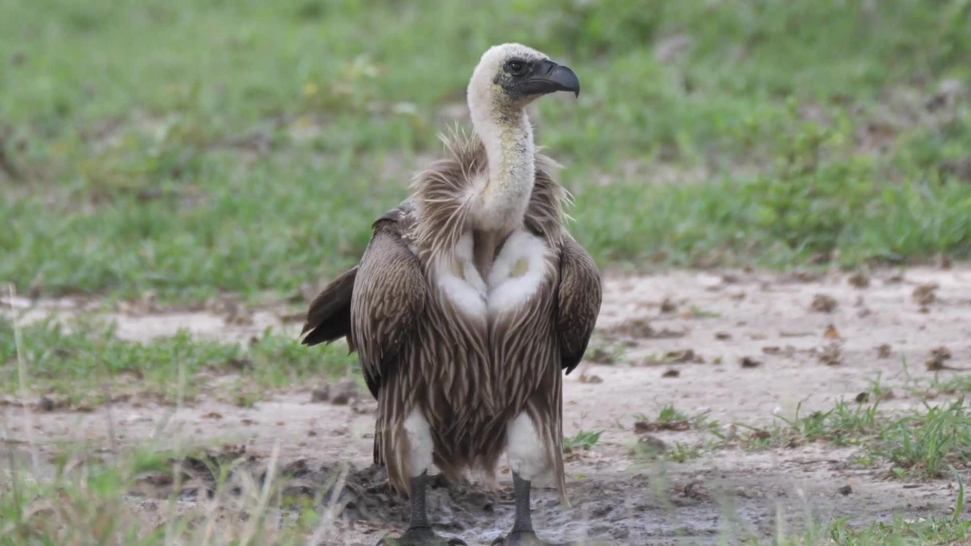 White backed vulture