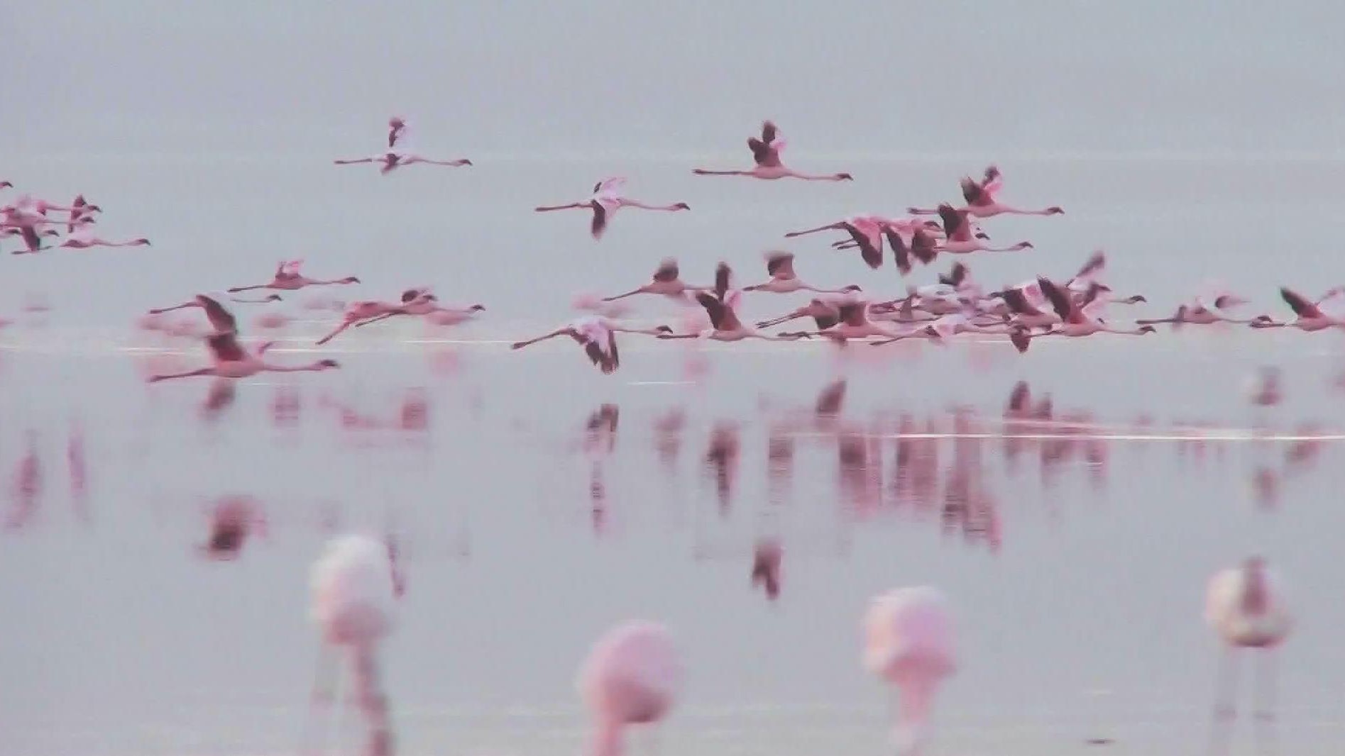 Flamingos at sunrise