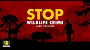 WION WIDEANGLE: STOP WILDLIFE CRIME