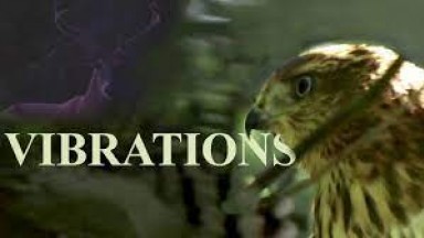 VIBRATIONS | Wildlife Short Film of New England