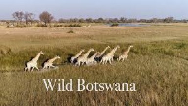 SPECTACULAR NAMIBIA - short drone wildlife film (4K)