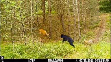 Best Trail Camera Videos Of The Month (July 2023)