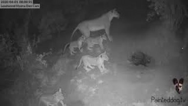 Amazing LIVE cam animal interaction just after midnight this morning