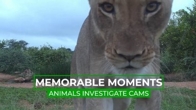 Animals Find The Live Cam | Memorable Moments