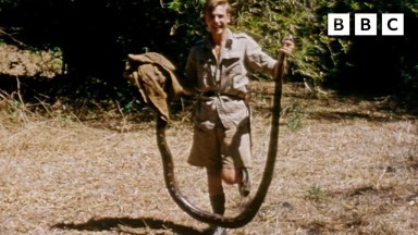 Young Attenborough Catches a Python | #Attenborough90 | BBC Earth