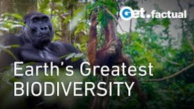 Life Along the Line: Equator's Deep Jungles | Full Documentary