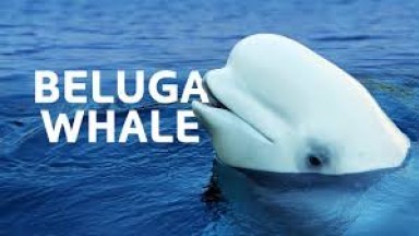 The Baby Beluga Whale In Need Of Rescuing To Survive | Endangered Ocean Wildlife Documentary