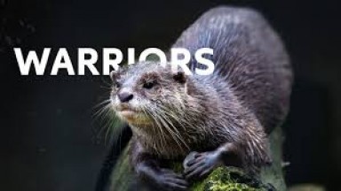 How The River Otter Survives Coyotes And Eagles | OTTERS RIVER MASTERS OF YELLOWSTONE | Wild Waters